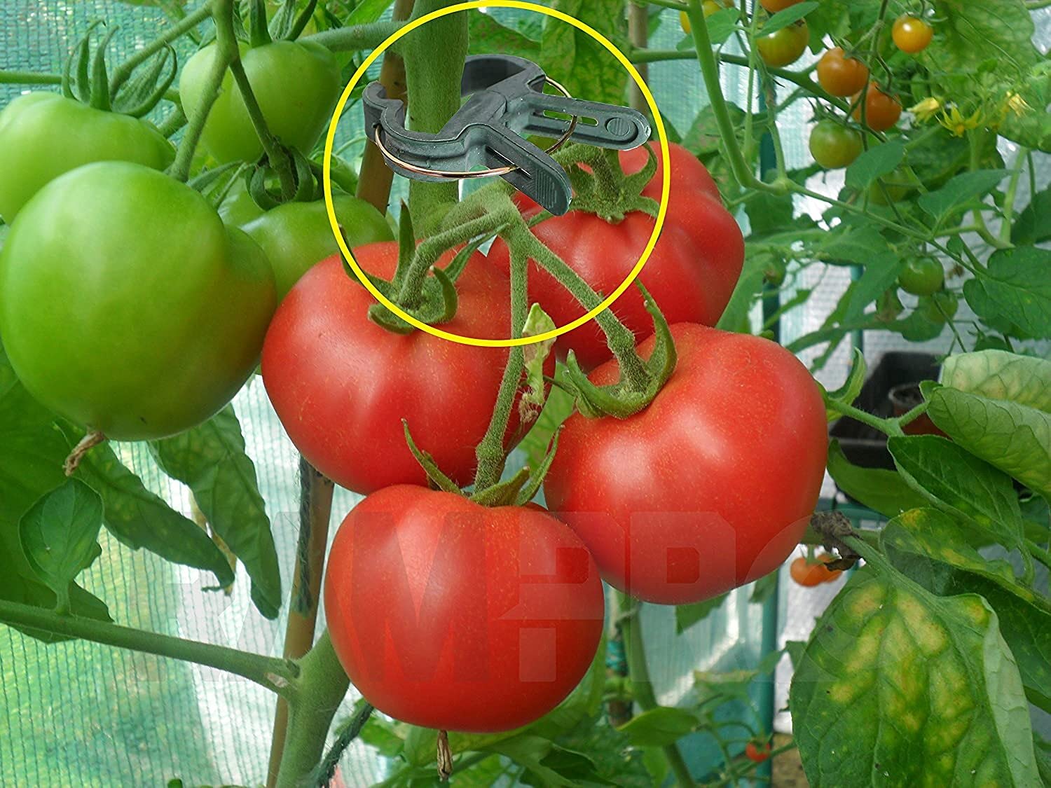 Ram-Pro wind-resistant clip protecting stems while supporting fruit-laden branches