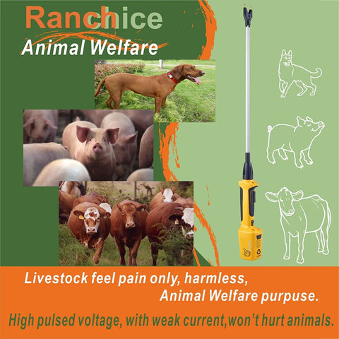 Ranch Choice cattle prod 43-inch flexible shaft extends reach during handling.