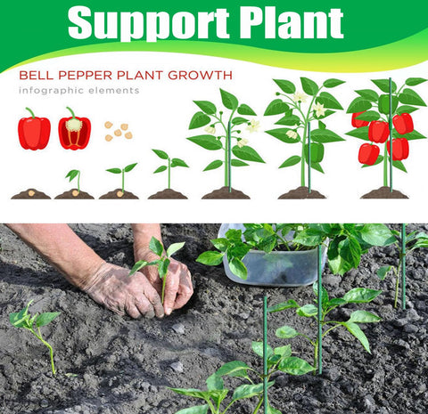 Ranchbtn extendable stakes offer a 4–6ft range for tomato supports.