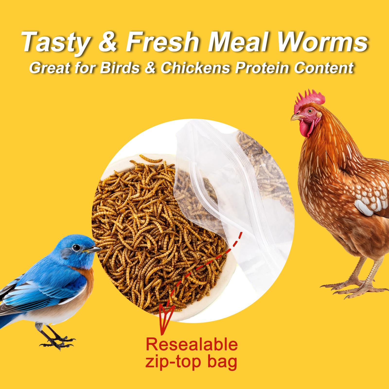 Chickens and wild birds enjoy RANZ mealworms as a protein snack.