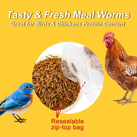Chickens and wild birds enjoy RANZ mealworms as a protein snack.