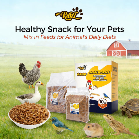 Fish tank use of RANZ mealworms as a protein add-on