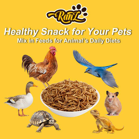 RANZ non-GMO mealworms offer a natural snack for reptiles.