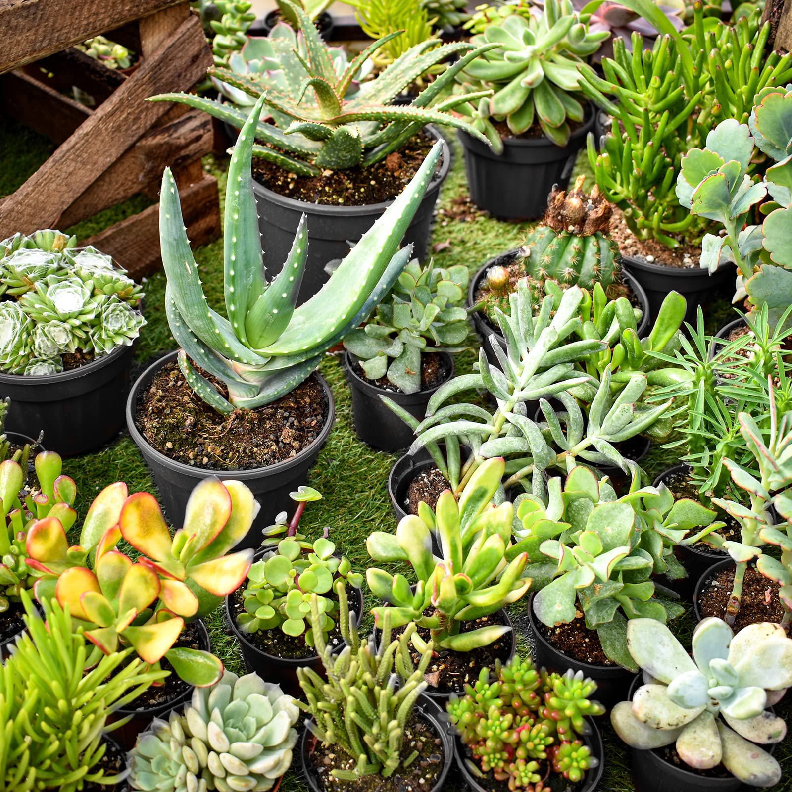 RAOOKIF 5-inch pots ideal for transplanting seedlings, cuttings, and small plants.