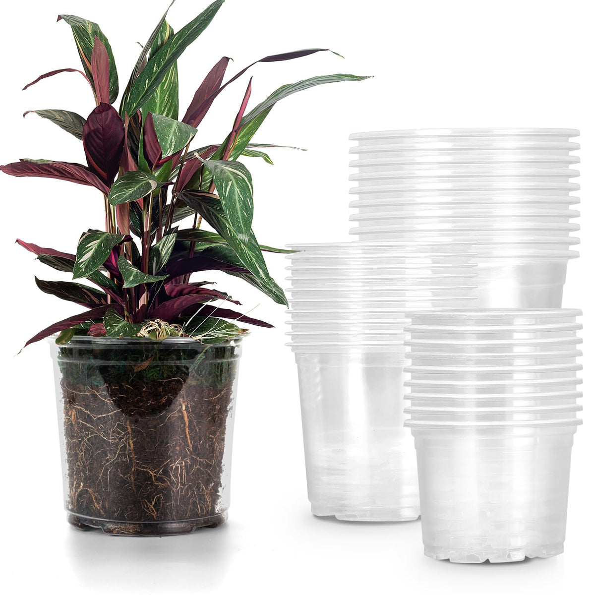 RAOOKIF clear nursery pot 5-inch shows root growth for healthy seedling care.