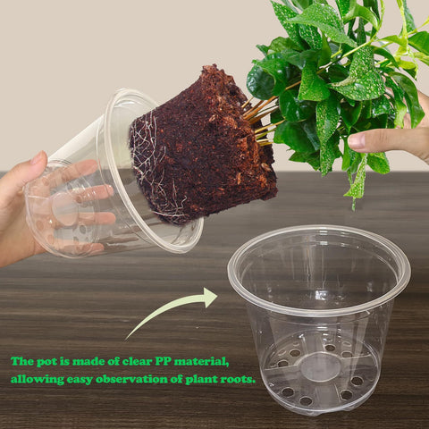 RAOOKIF clear nursery pot 7-inch suited for transplant-ready plants with visible growth checks.