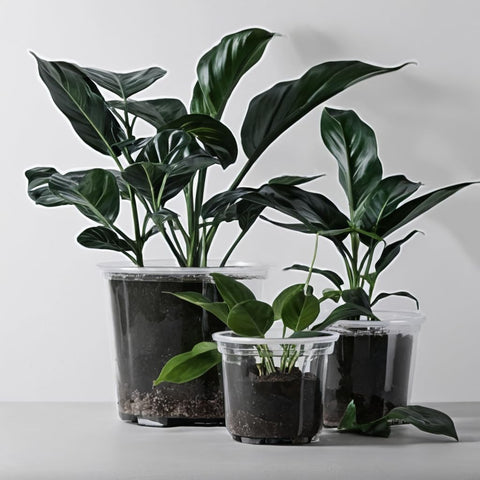 RAOOKIF durable PP material pot is lightweight and reusable.