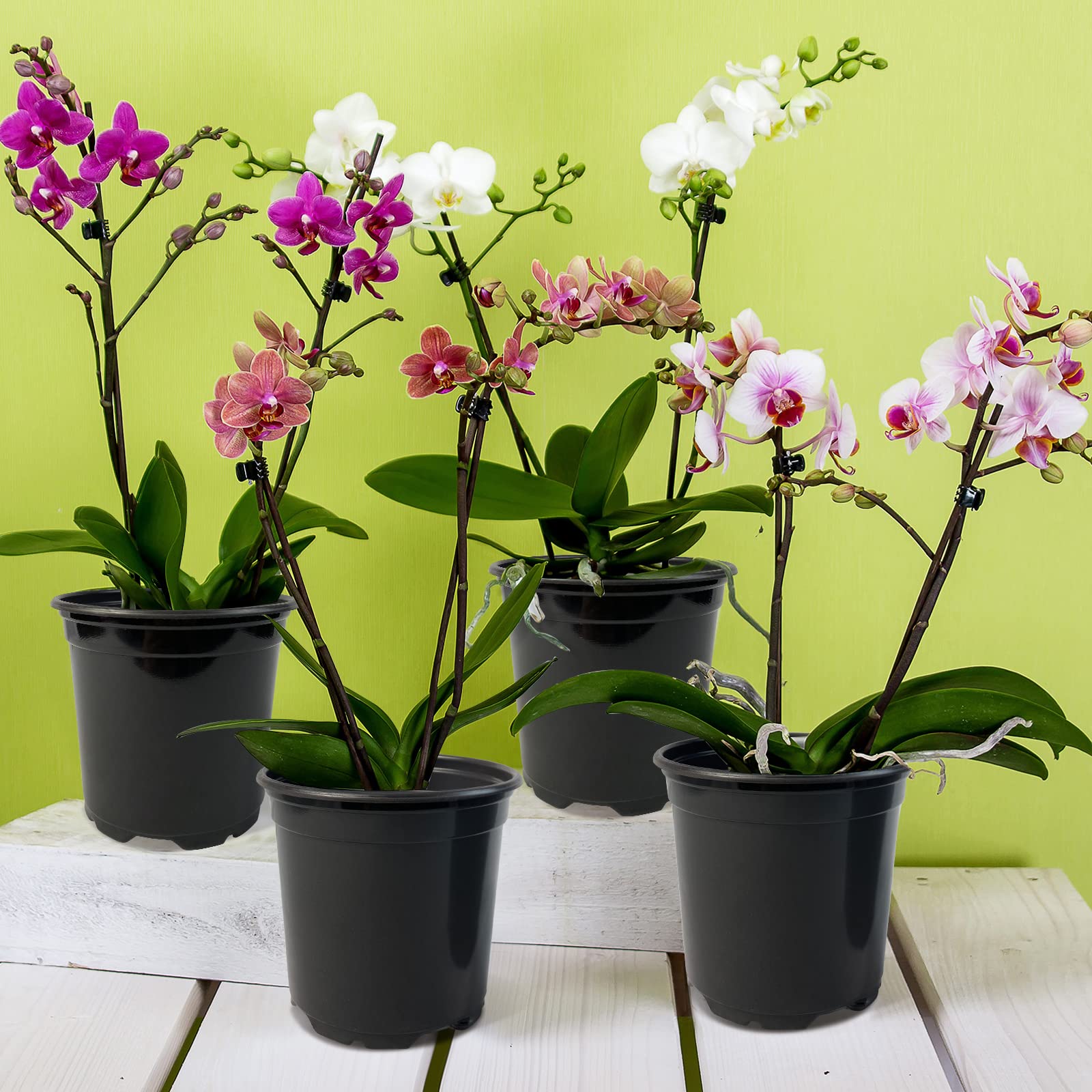 RAOOKIF durable ductile plastic pot stands up to frequent gardening.