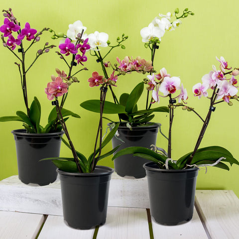 RAOOKIF nursery pot ideal for transplanting seedlings and cuttings