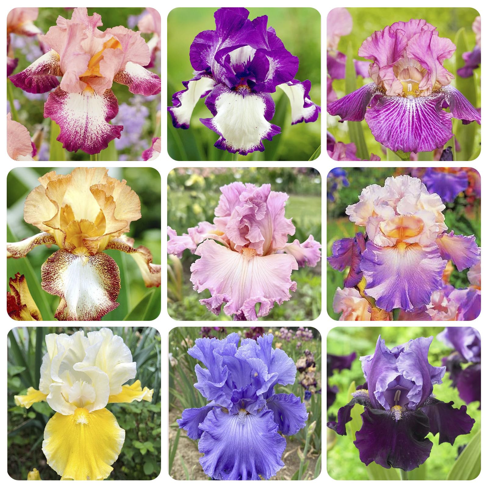 Rare Heirloom Iris Seeds blue bloom adds drama to garden beds.