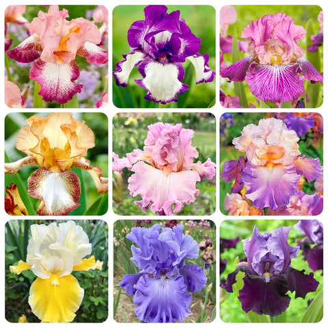 Rare Heirloom Iris Seeds blue bloom adds drama to garden beds.