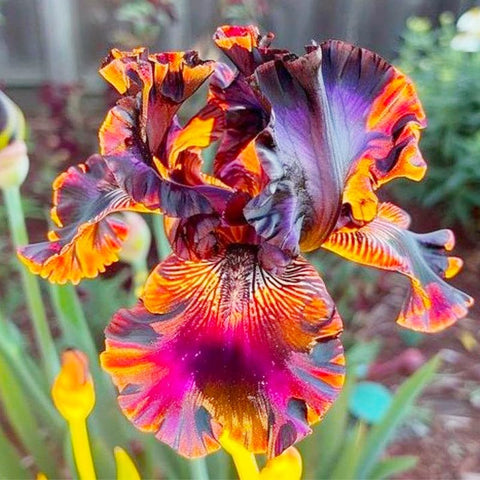 Rare Heirloom Iris Seeds edge-pathway plants define walkways attractively.