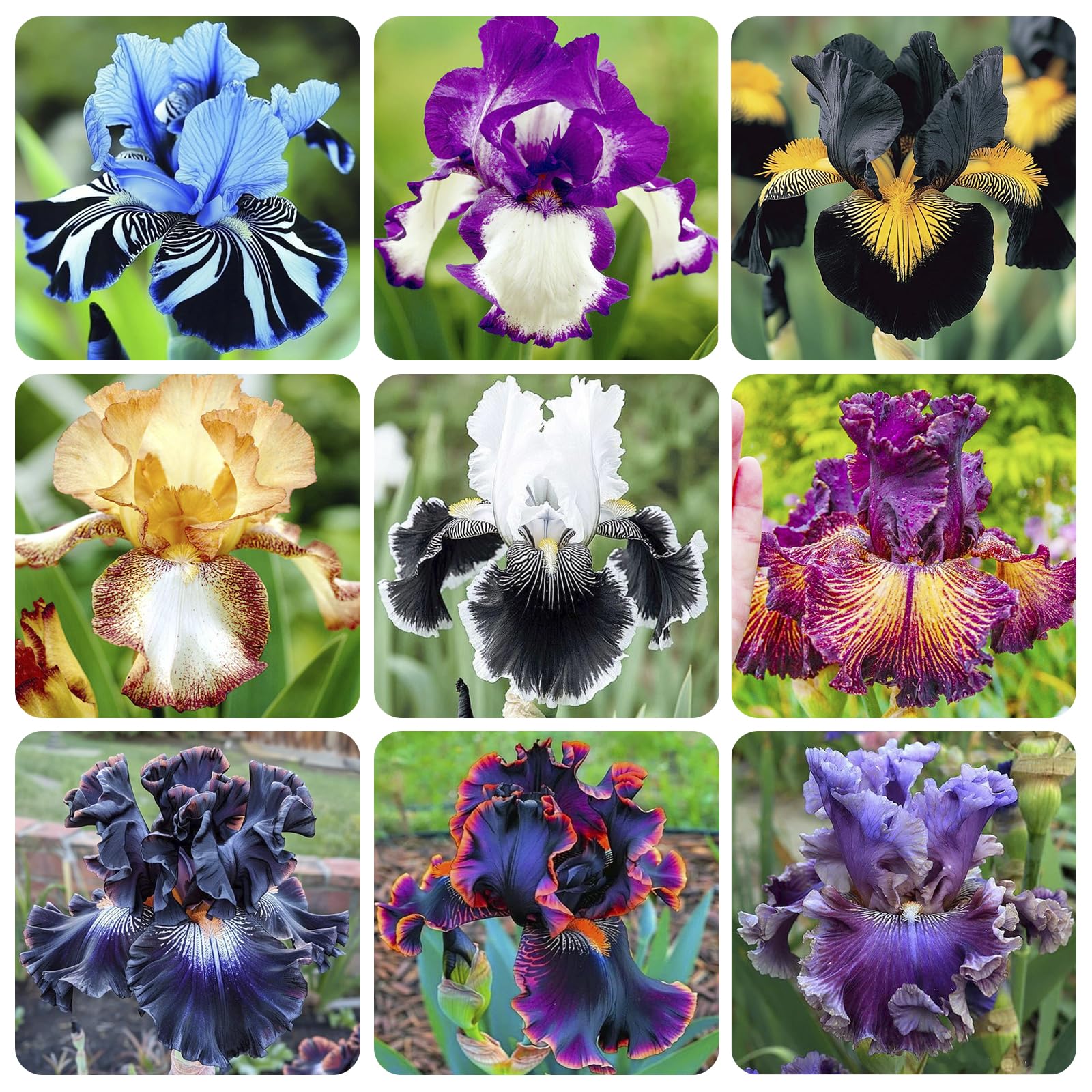 Rare Heirloom Iris Seeds field-border display for colorful borders.