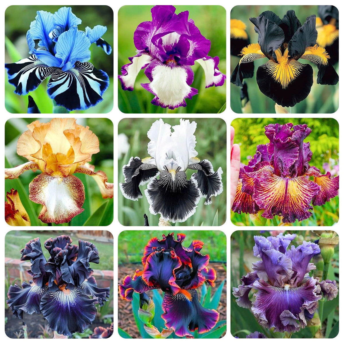 Rare Heirloom Iris Seeds field-border display for colorful borders.