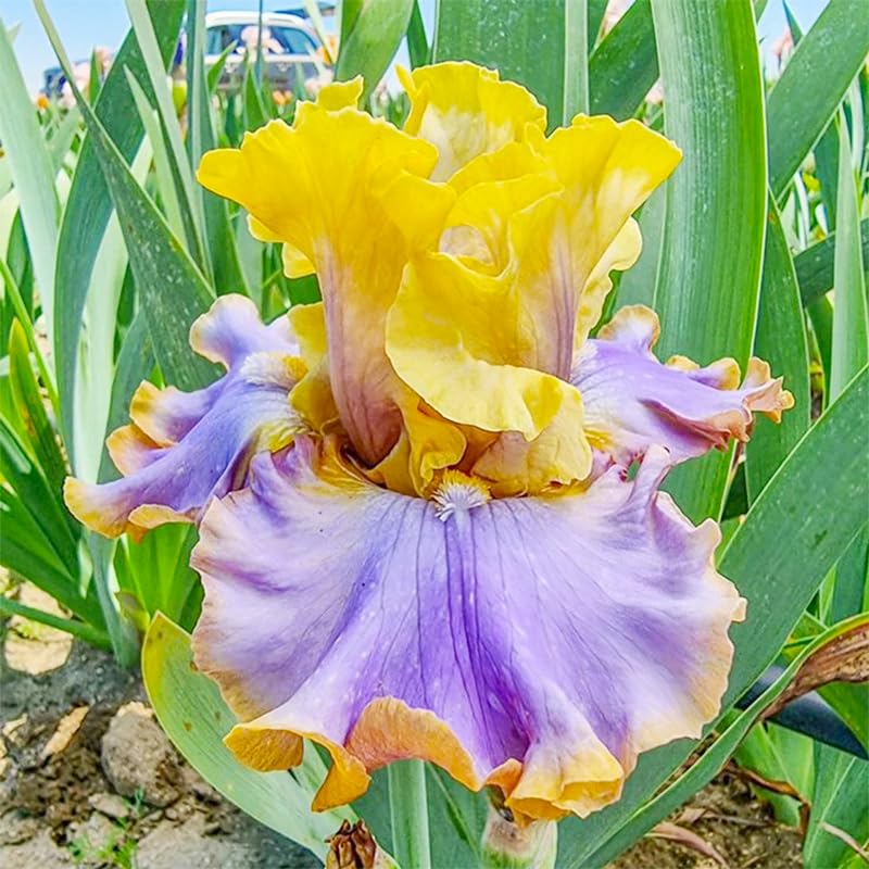 Rare Heirloom Iris Seeds attract bees and butterflies in mixed borders.