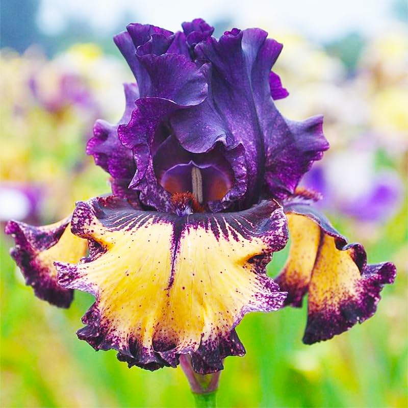 Rare Heirloom Iris Seeds sow in spring or autumn for best results.