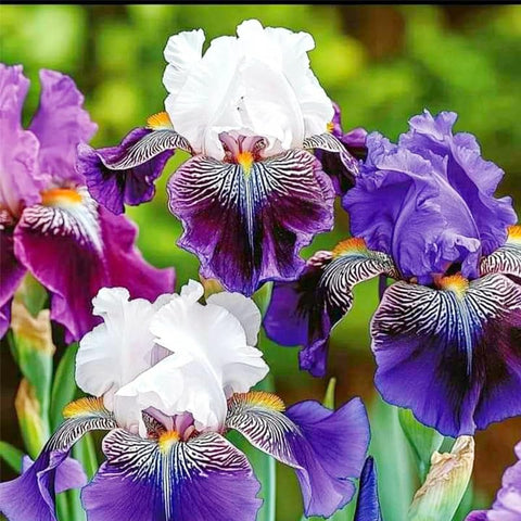 Rare Heirloom Iris Seeds yellow bloom brightens borders and sunny spots.