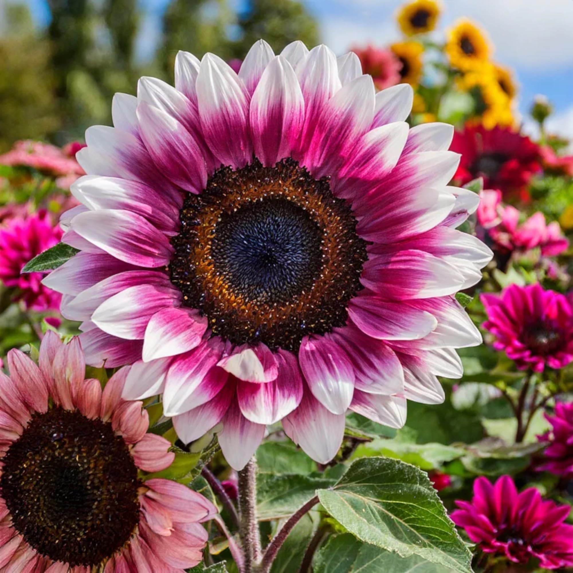 Rare Strawberry Pink Sunflower Seeds pack ready for planting in a vibrant garden display.