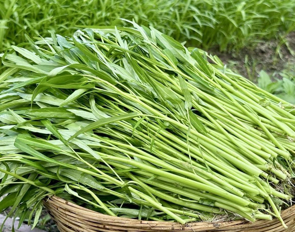 Ong Choy seeds germinating in warm soil, ideal for quick maturity.