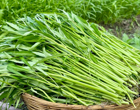 Ong Choy seeds germinating in warm soil, ideal for quick maturity.