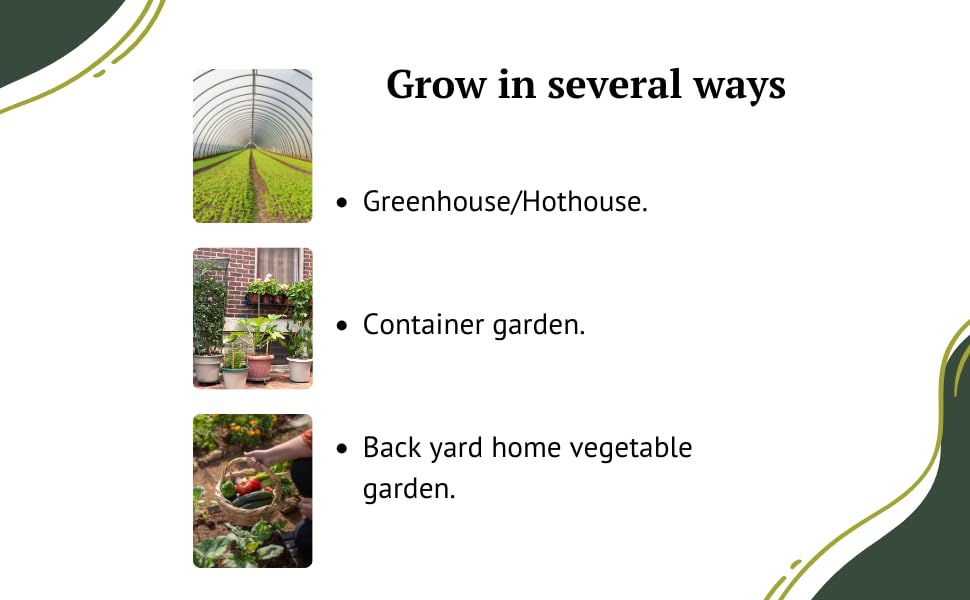 RAW EARTH garden plot with cucumber vines thriving in sun.