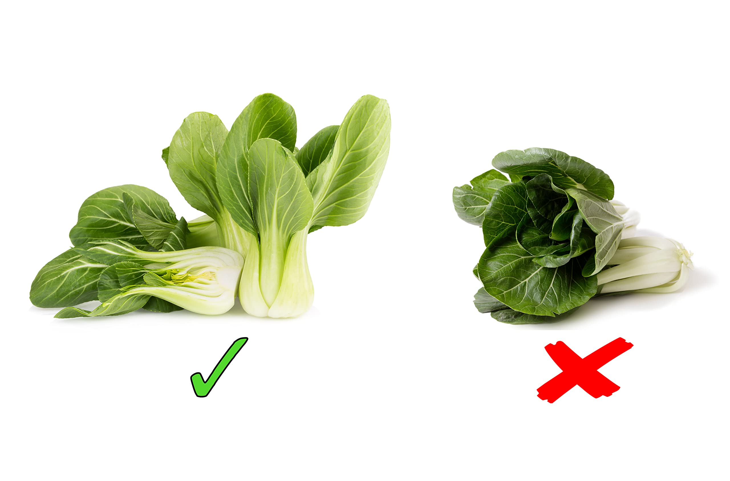 RDR Seeds baby bok choy ready to harvest at 5–6 inches
