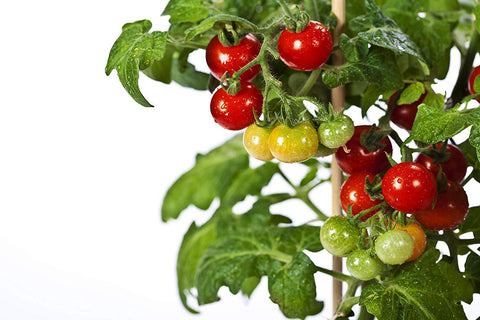 RDR Seeds 50 Tiny Tim tomato seeds for patio growth; compact and container-friendly.