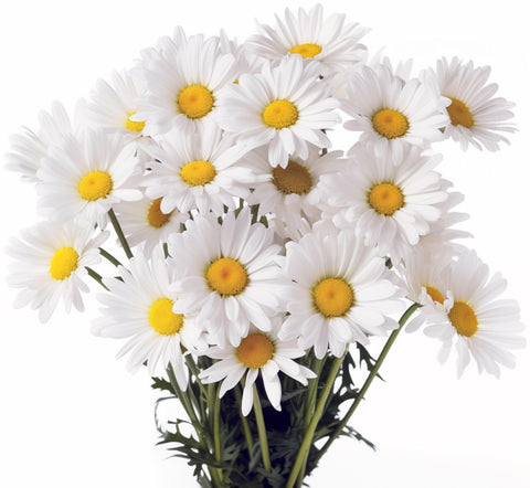 RDR Seeds Alaska Shasta Daisy blooms in bright white for garden borders
