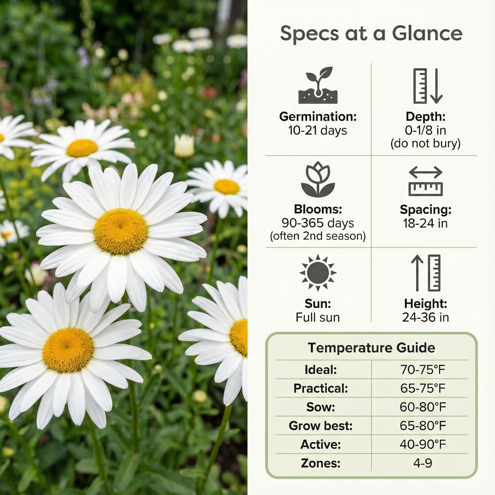 RDR Seeds Alaska Shasta Daisy border plant for cottage gardens