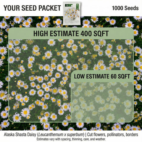 RDR Seeds Alaska Shasta Daisy sprouts with surface sowing success