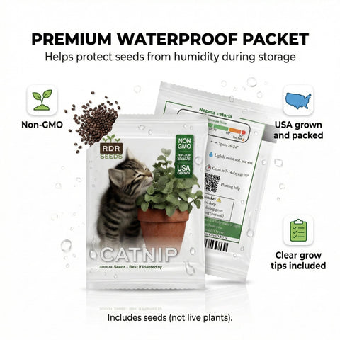 RDR Seeds catnip plant spacing 12-18 inches for healthy growth.