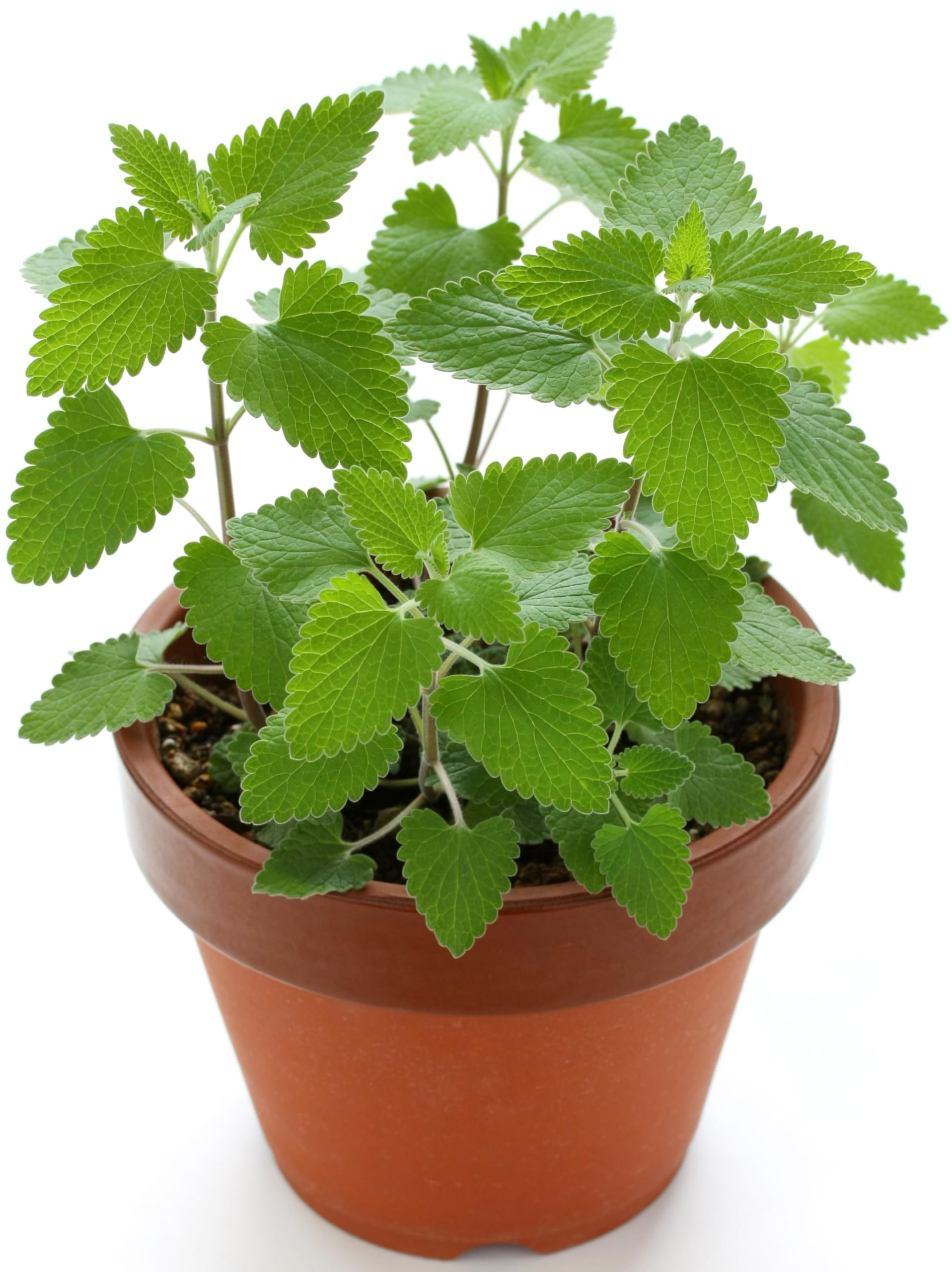 RDR Seeds catnip seeds in waterproof packaging protect freshness.