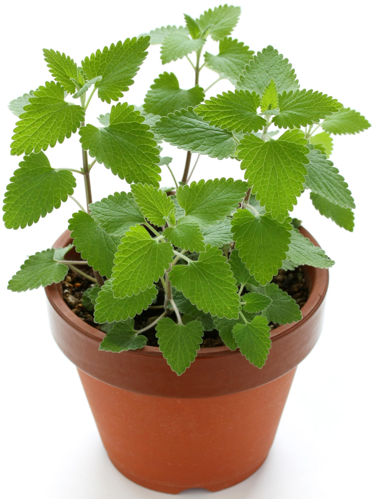 RDR Seeds catnip seeds in waterproof packaging protect freshness.