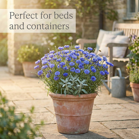Compact blue bachelor button blooms brightening a small garden bed