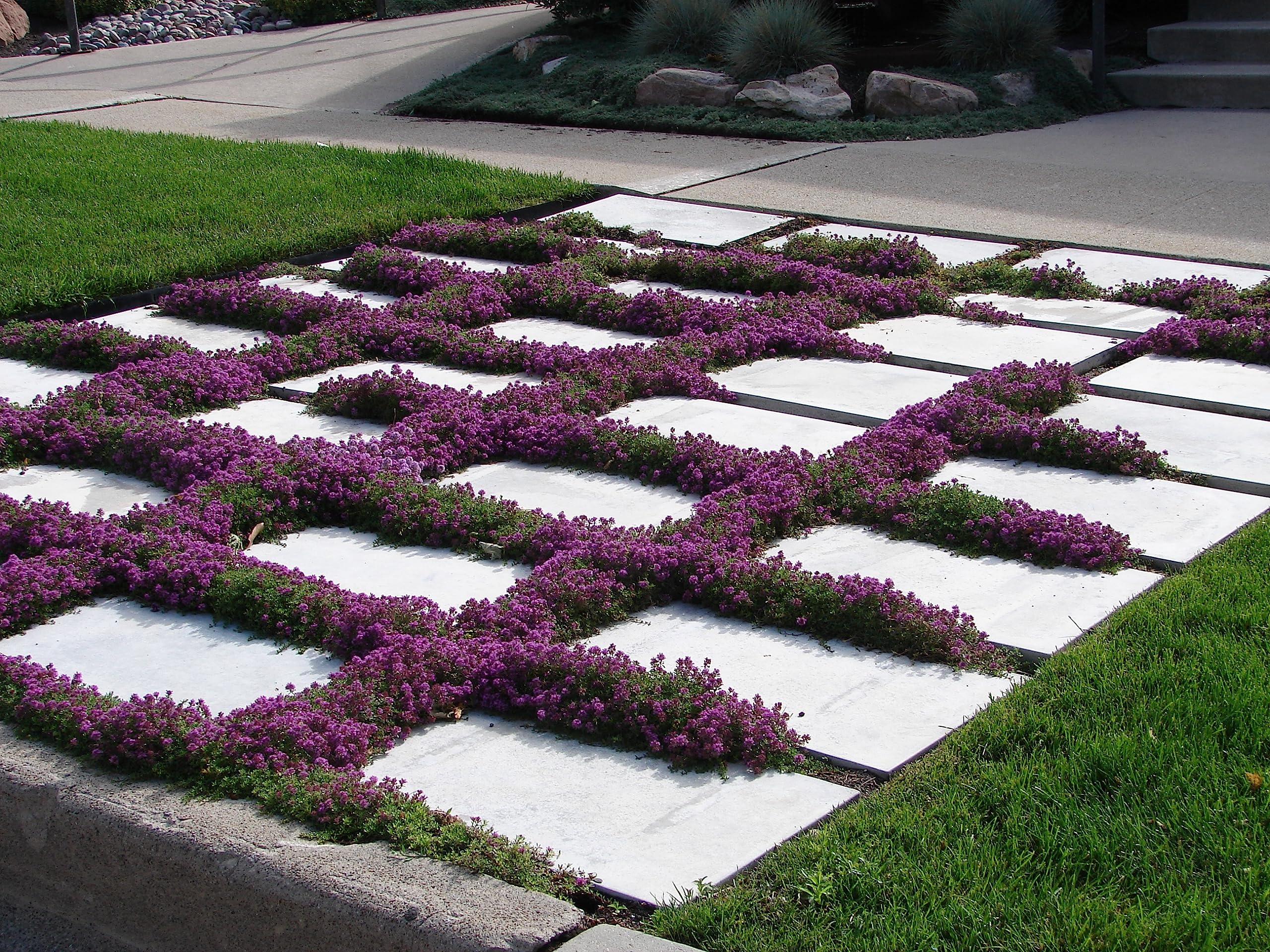 RDR Seeds creeping thyme seed packet for easy starting your ground cover project.