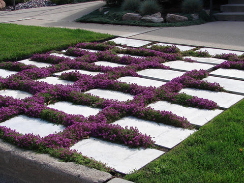 RDR Seeds creeping thyme seed packet for easy starting your ground cover project.
