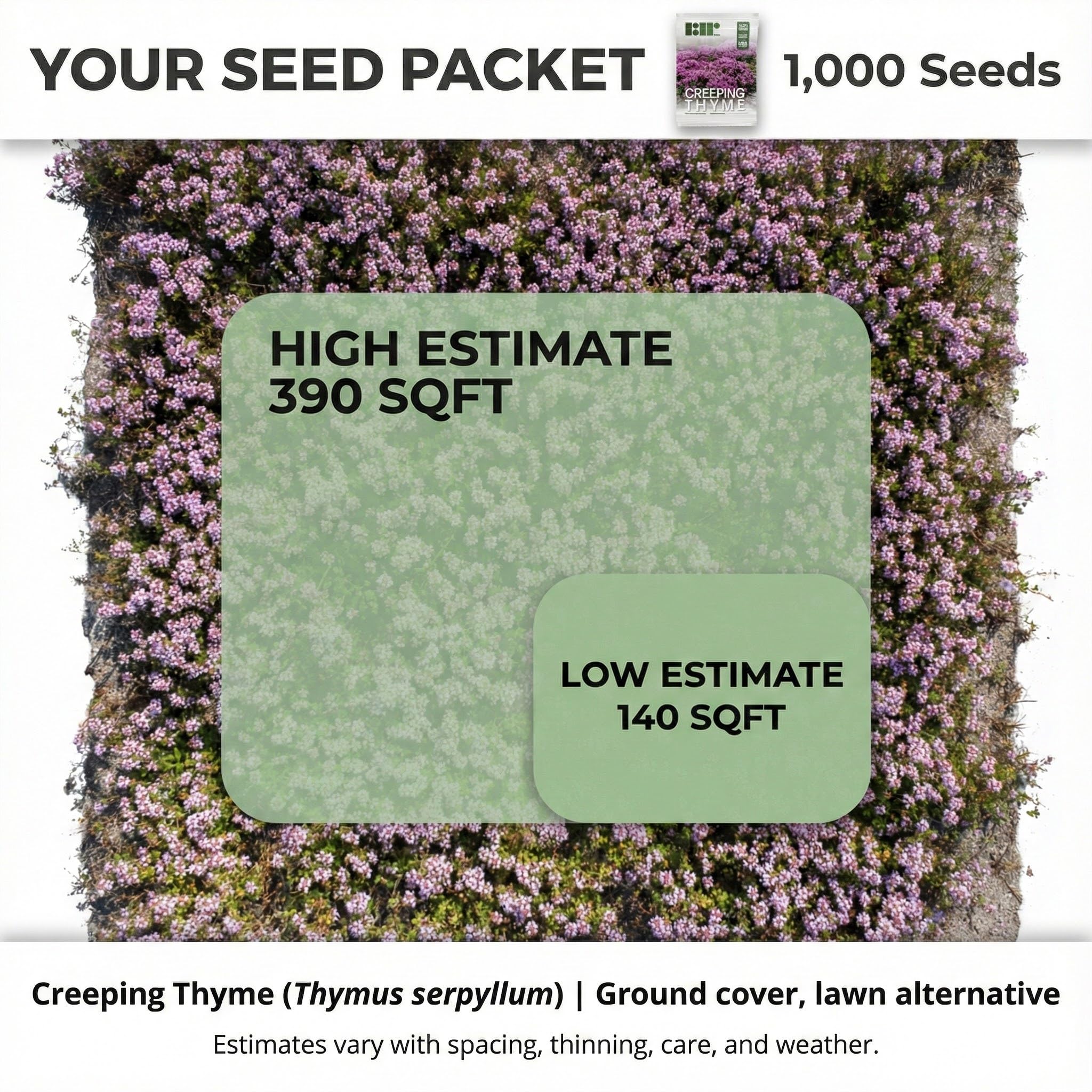 RDR Seeds creeping thyme surface-sow image illustrates germination with light exposure.