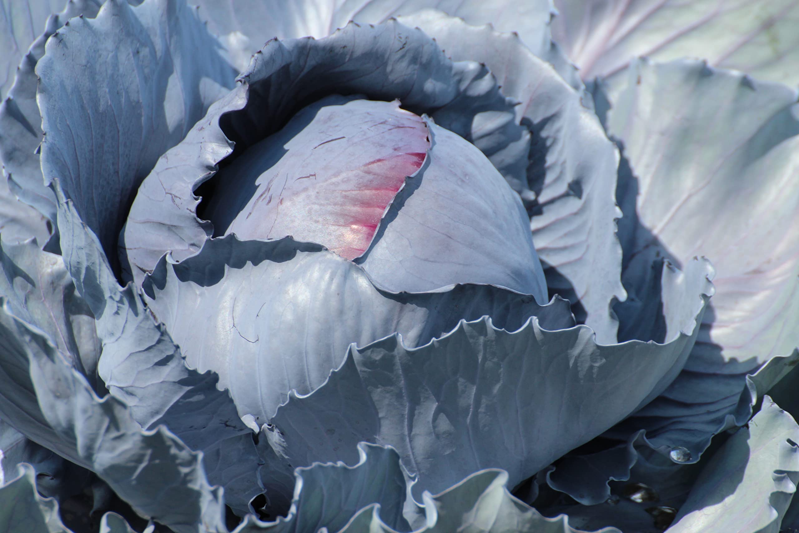 RDR Seeds cabbage close-up shows vibrant red-purple leaves perfect for salads