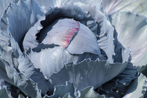 RDR Seeds cabbage close-up shows vibrant red-purple leaves perfect for salads