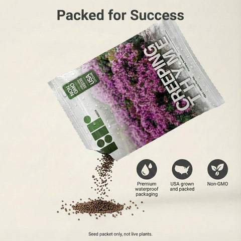 RDR Seeds creeping thyme ground cover showing dense coverage in a garden bed.