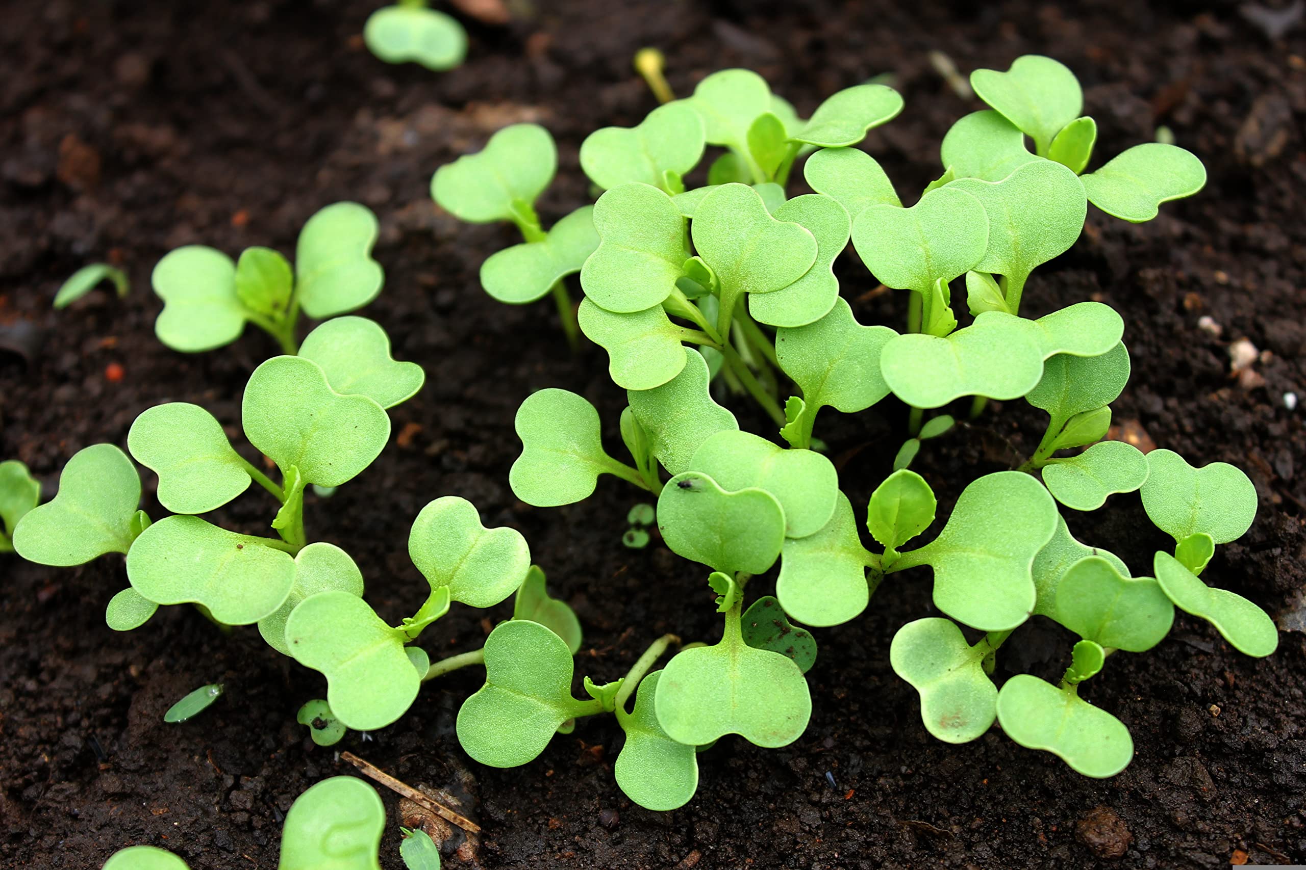 RDR Seeds heirloom non-GMO USA grown bok choy