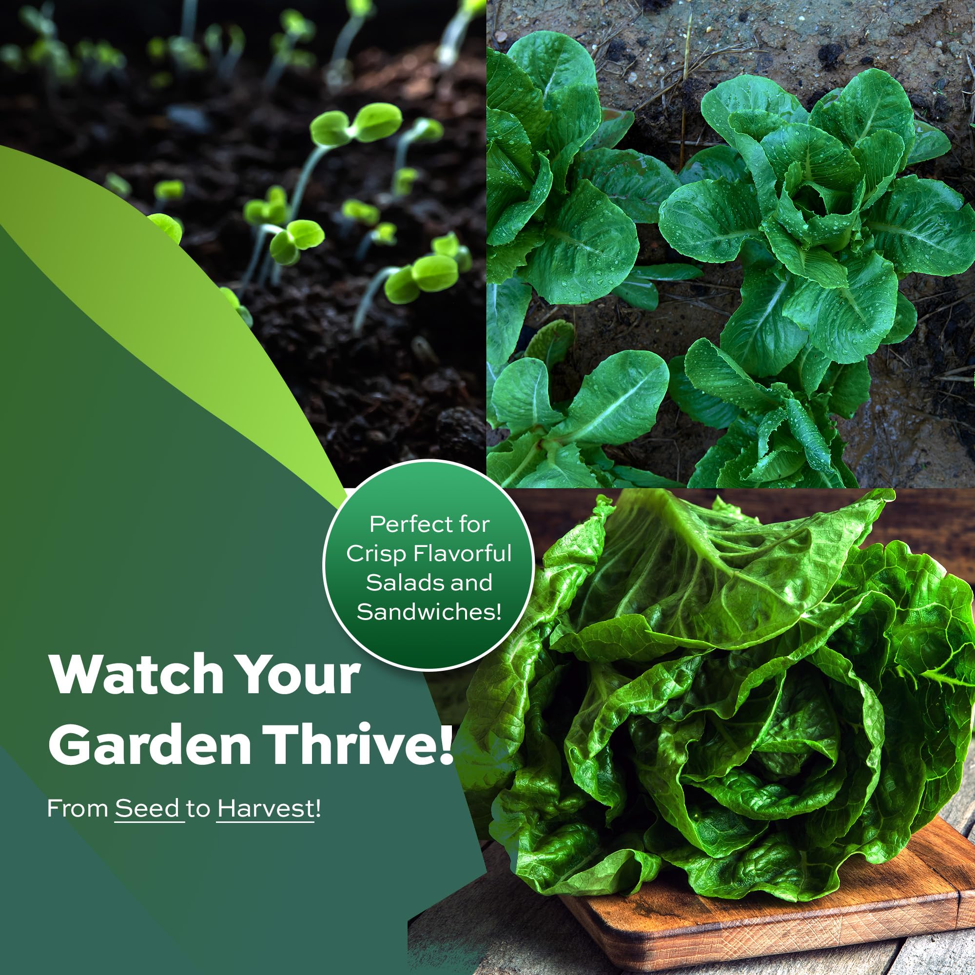RDR Seeds Parris Island Cos lettuce seeds closeup texture shows heirloom quality.