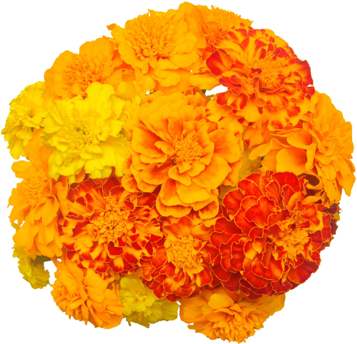 RDR Seeds Petite Dwarf Marigolds border-edge bloom adding sunny color to beds.