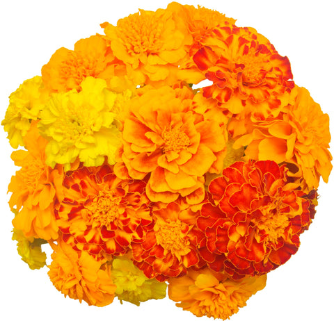 RDR Seeds Petite Dwarf Marigolds border-edge bloom adding sunny color to beds.