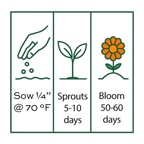 RDR Seeds Petite Dwarf marigolds form tidy 6-inch clumps ideal for edging borders.