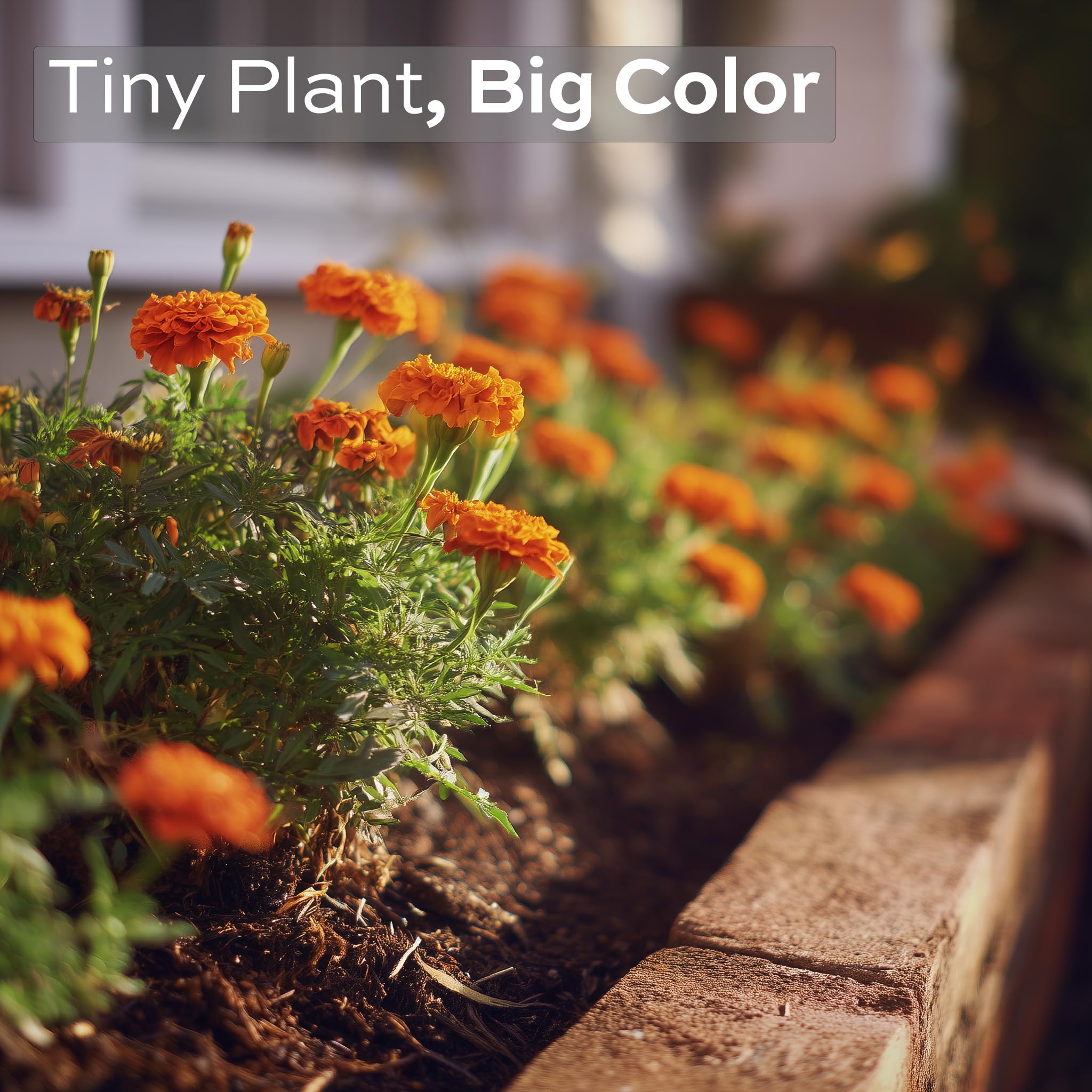 RDR Seeds marigolds in container display for bright patios and balconies.