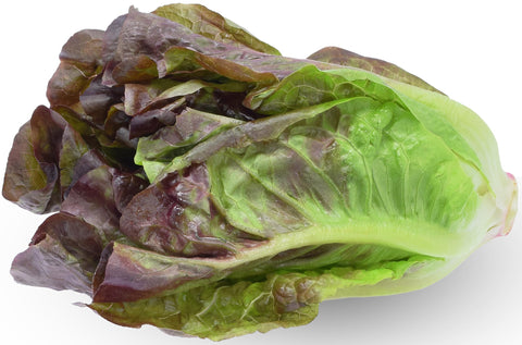 RDR Seeds red romaine seeds in premium packaging for freshness