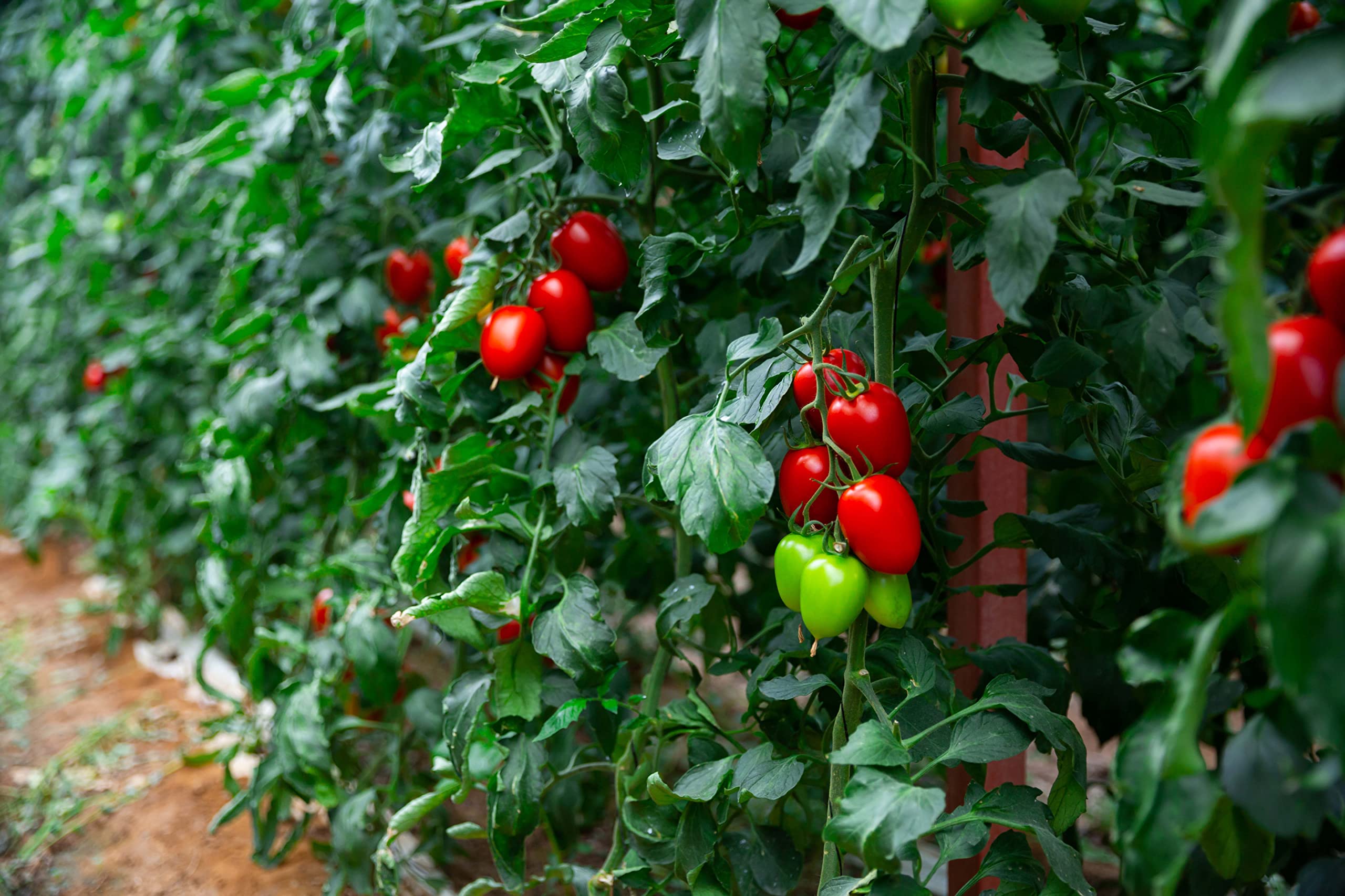 RDR Seeds Roma tomato harvest shows 2-3 oz plum fruits.