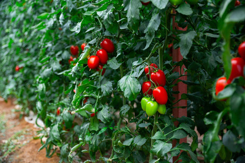 RDR Seeds Roma tomato harvest shows 2-3 oz plum fruits.