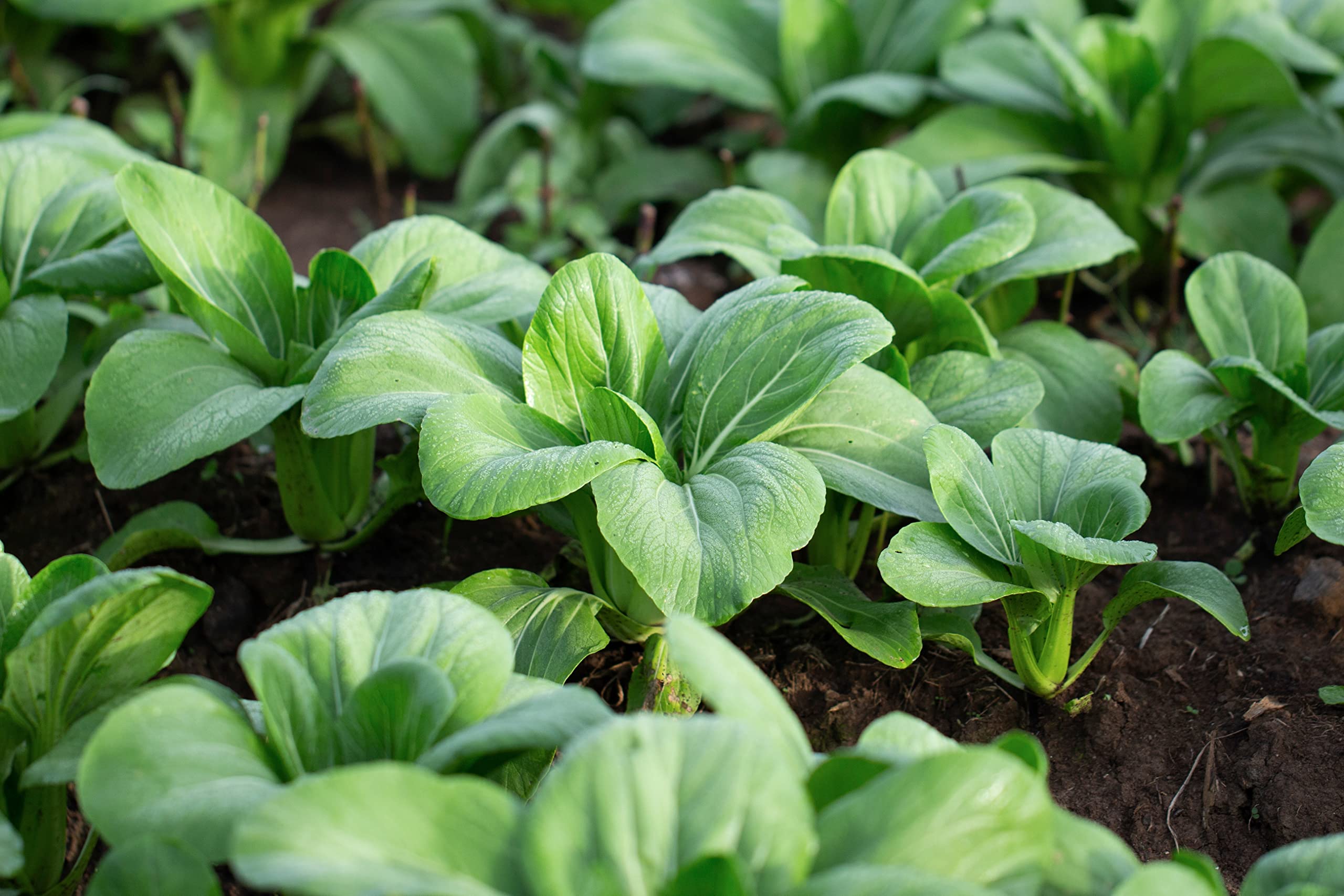 RDR Seeds Shanghai green stem bok choy for home gardening